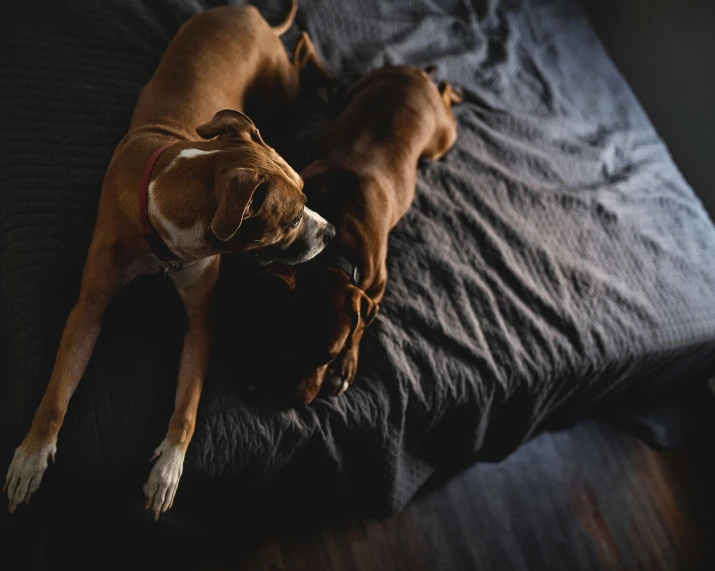 two dogs are laying on the bed with a dark background