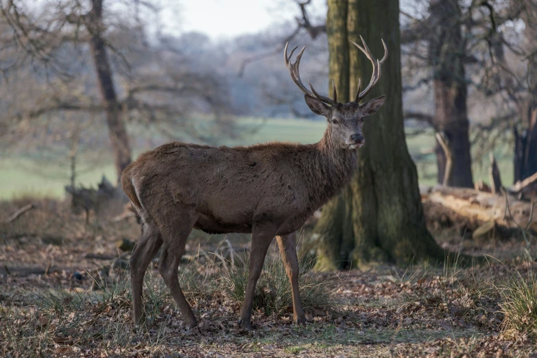 a red deer stands in front of many trees