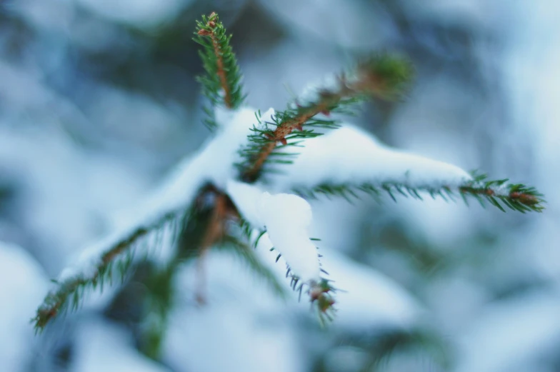 the nch of a pine tree with snow on it