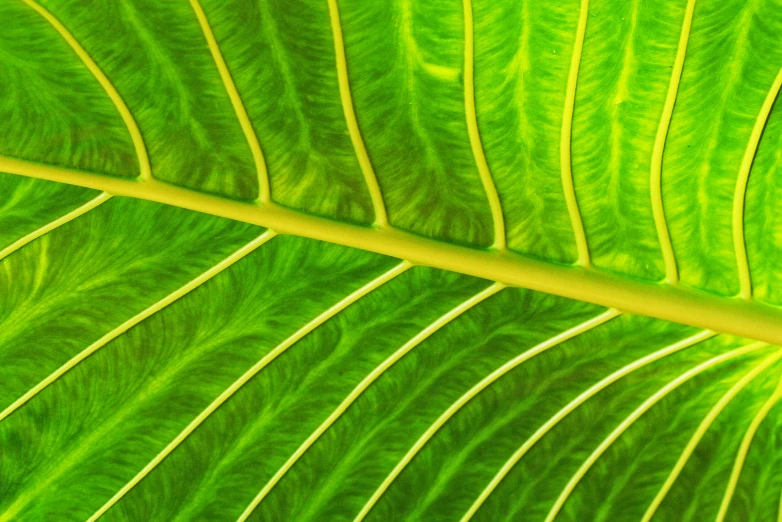 large green leaf closeup s taken from top down