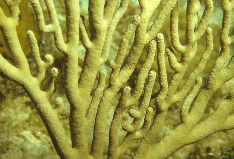 yellow mossy underwater corals with soft sponge