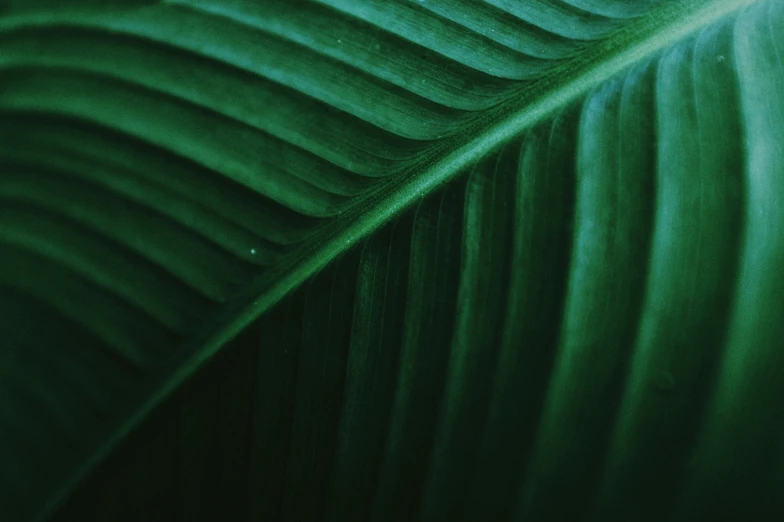 closeup of a leaf that is green