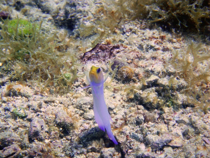 a purple animal standing on top of a patch of land