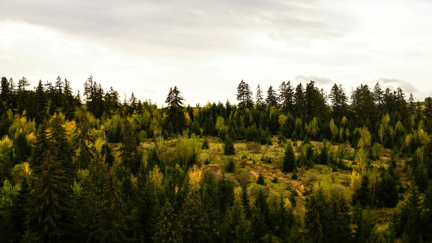 a bunch of trees and grass are shown in the foreground