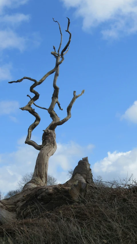 an animal stands by a large tree on the ground