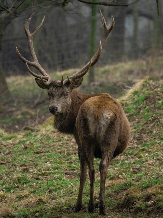 there is a very large horned animal that is standing on the grass