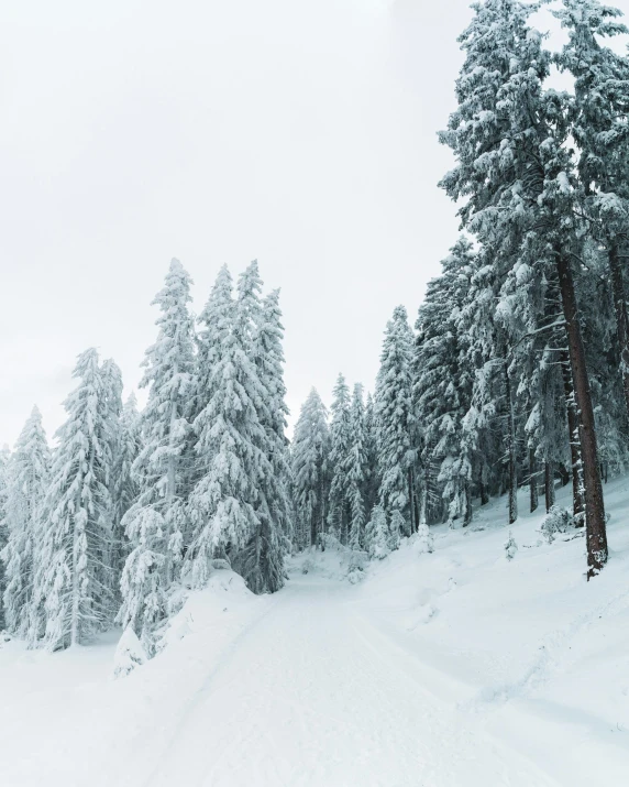 the trees are covered in snow on this snowy slope