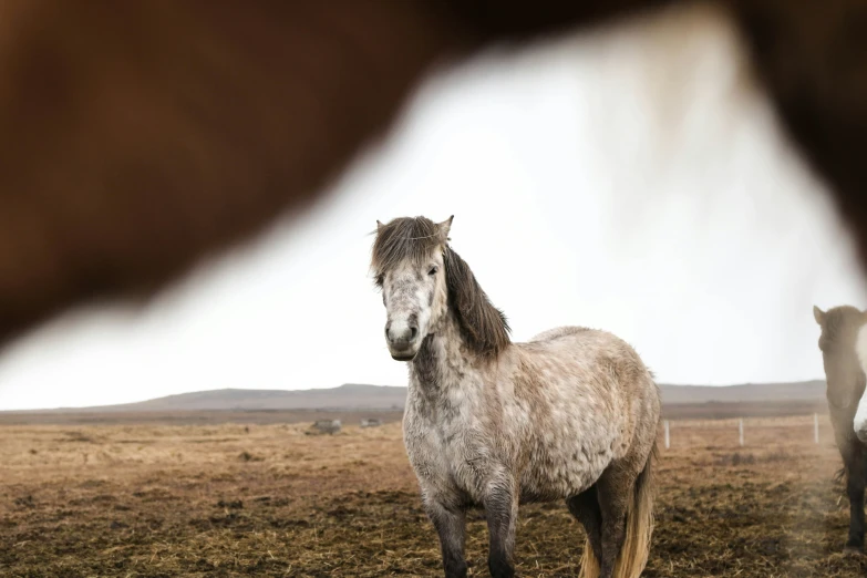 a horse standing in an open field next to another