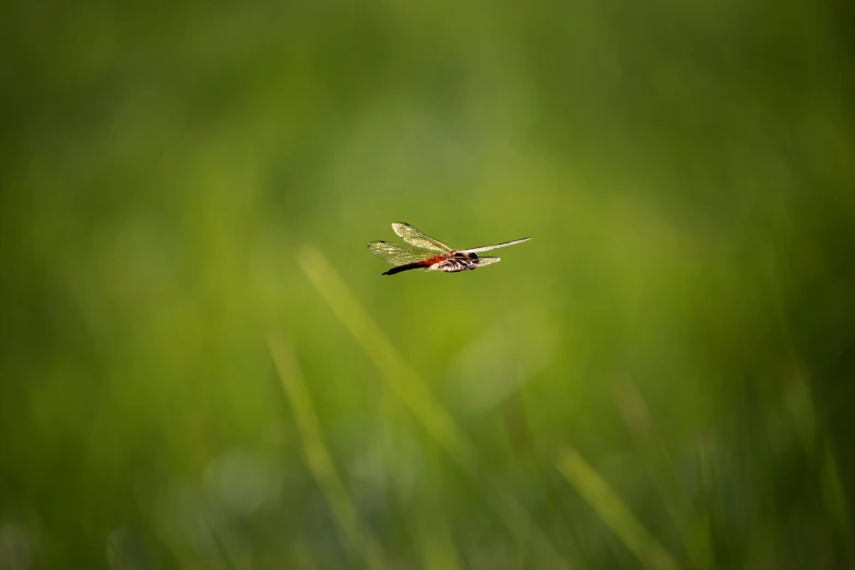 a small bird flying through a lush green field