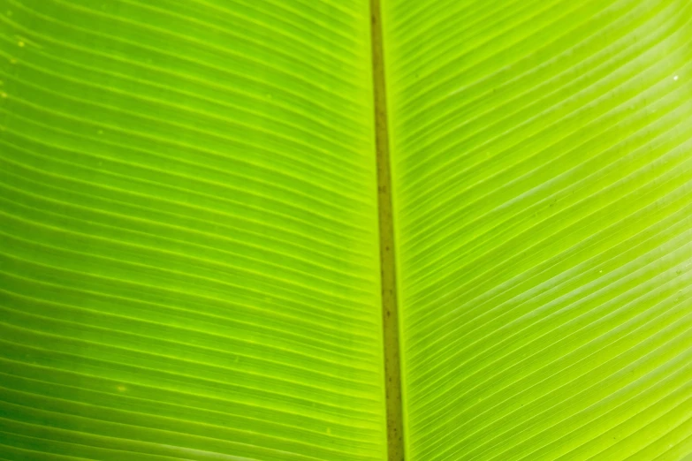 close up image of a green banana leaf