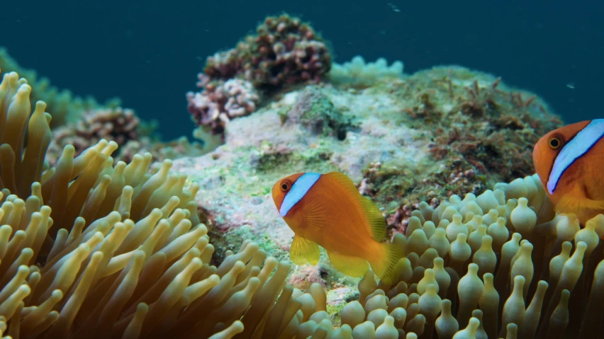 two yellow and blue fish in the water together