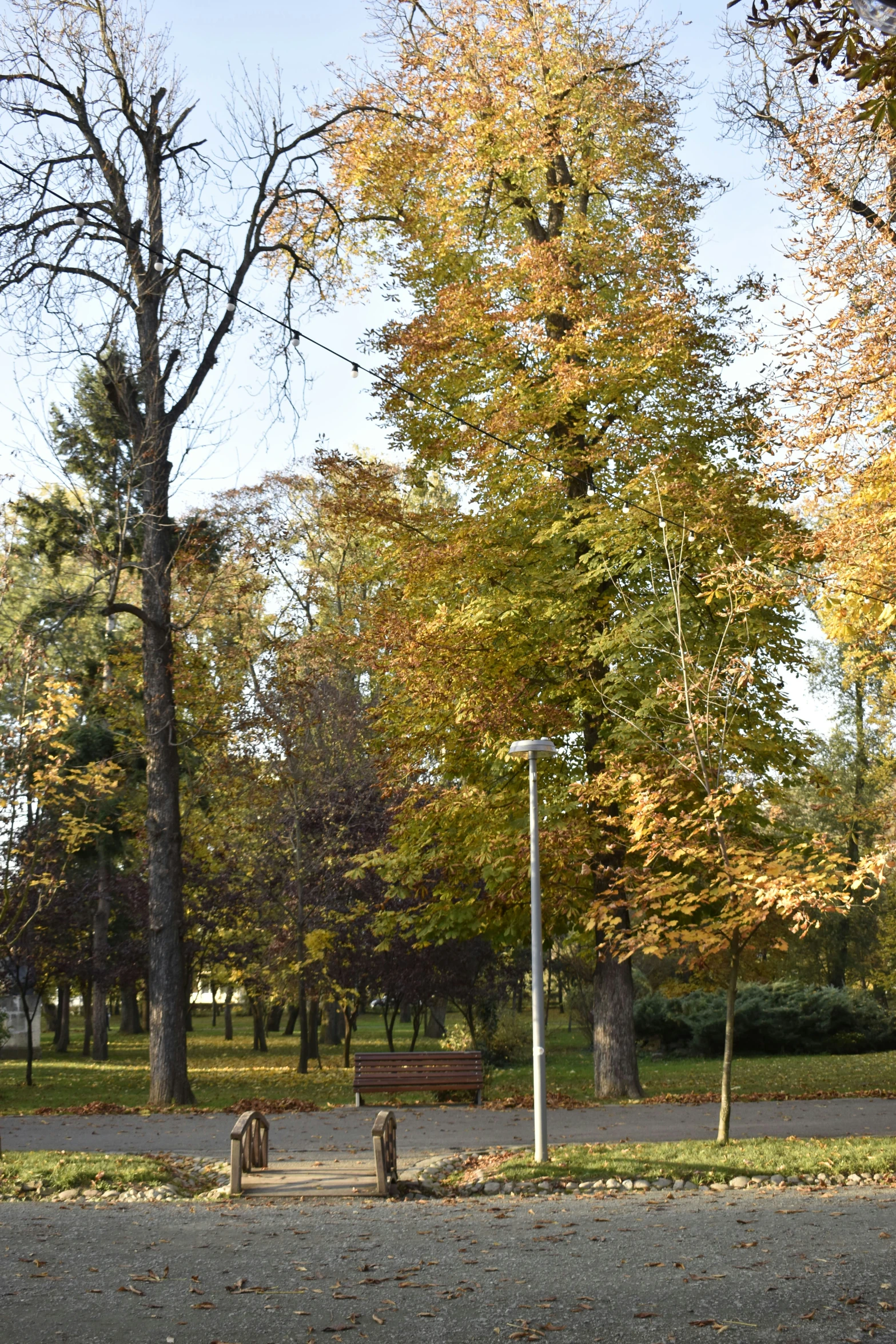 two park benches sit under autumn leaves near the street