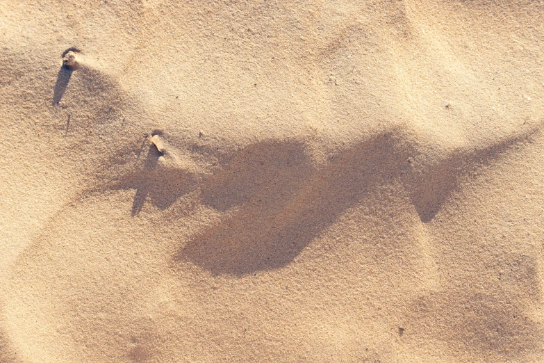 a person in sand casting a shadow on a horse