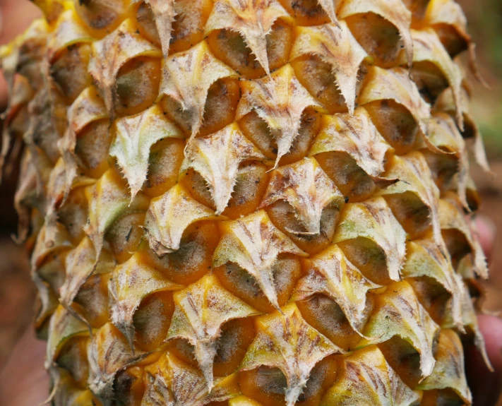 close up picture of large, round,, yellow leaves