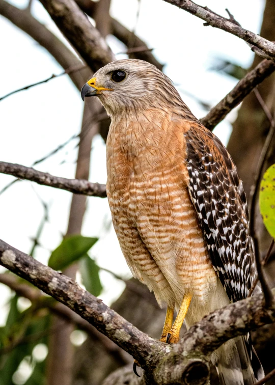 a hawk sits in the top of a tree nch