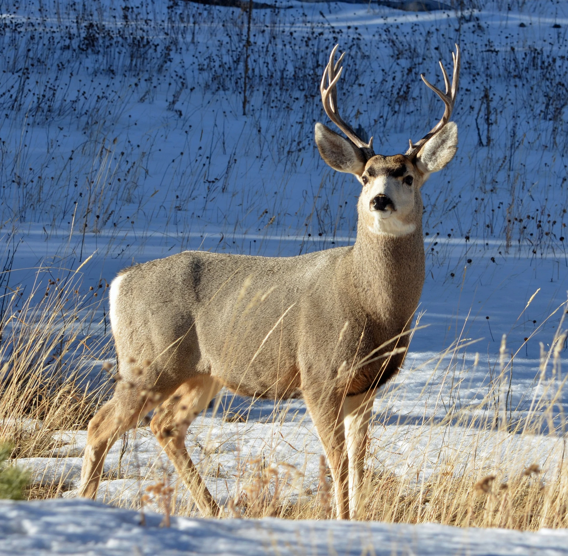 the large white - tailed deer stands still in the snow