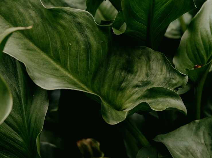 closeup of green leaves in a jungle