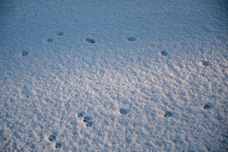 snow covered ground with animal tracks on it