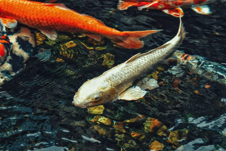 several orange fish swimming in the water