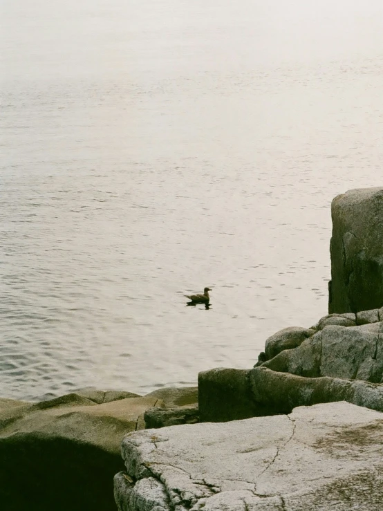 a black duck is swimming in the water