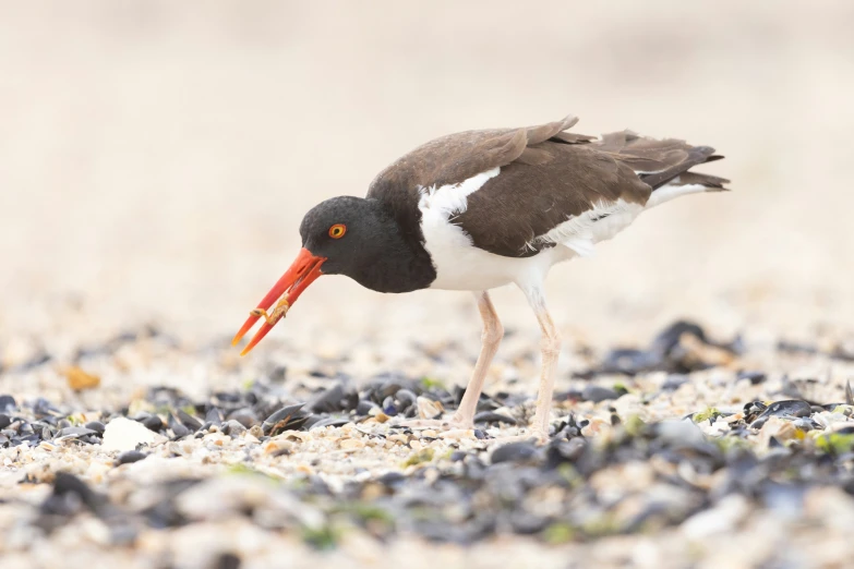 a brown and white bird with an orange bill standing on the sand
