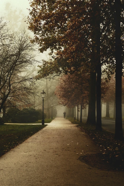 a path surrounded by trees with fog in the middle