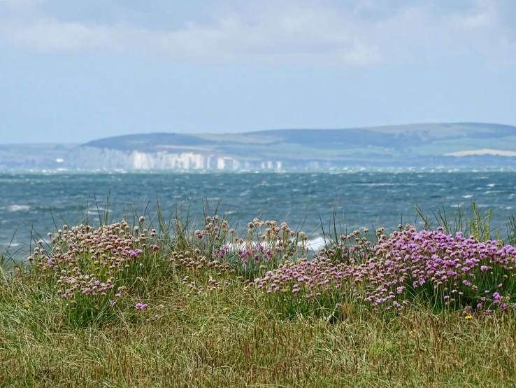 flowers and plants along a grassy hillside with view to the ocean