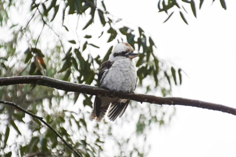 a bird perched on top of a tree nch