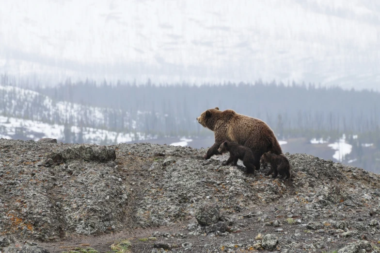 the large grizzly bear stands on a rocky ledge