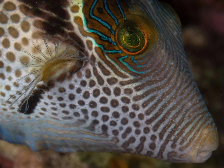 a close up of a fish with an orange and blue face