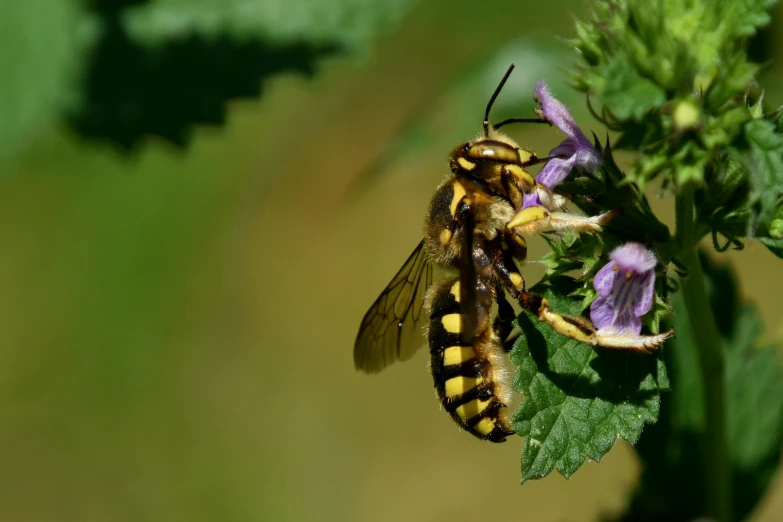 a black and yellow insect next to a purple flower