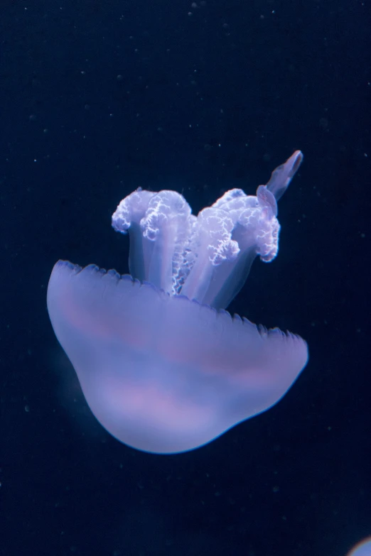 a couple of jelly fish swimming across water