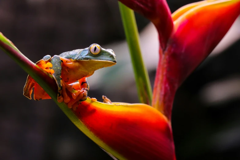 a frog is perched on top of the flower