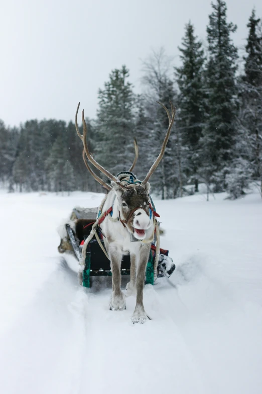 two animals standing next to each other in the snow