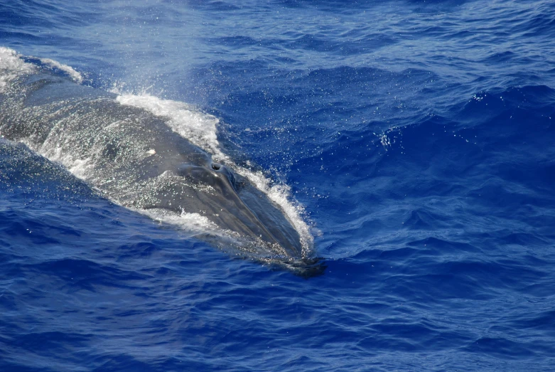 a dolphin in the water, swimming next to itself