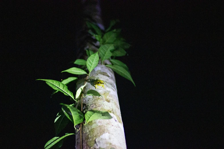 a small tree with many leaves on it