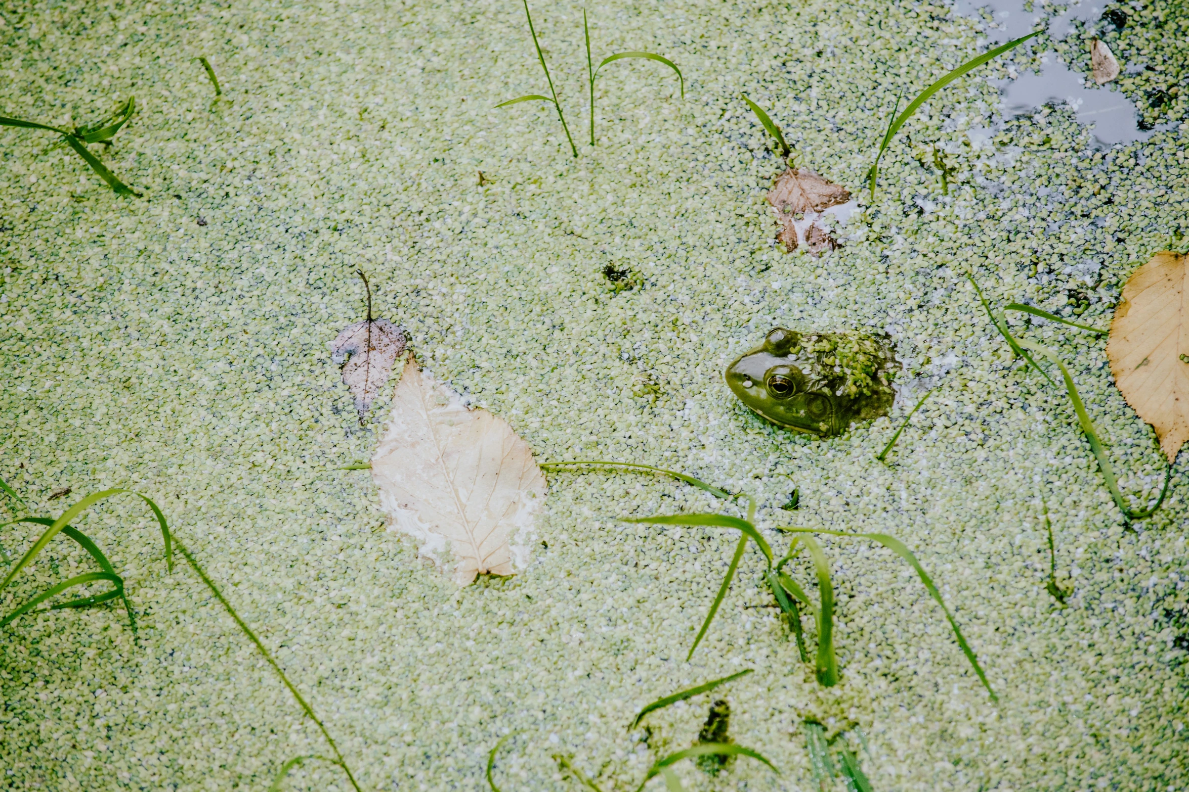 an image of some plants and water in the lake