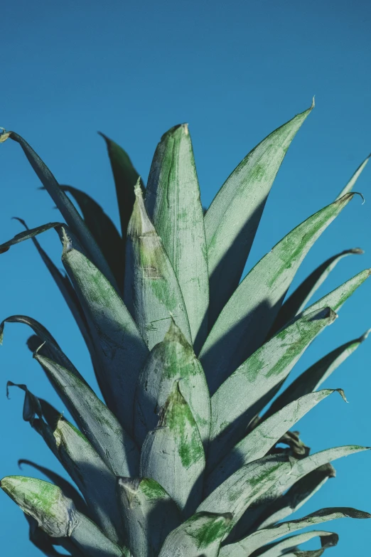 an agrobable pineapple, against a blue sky