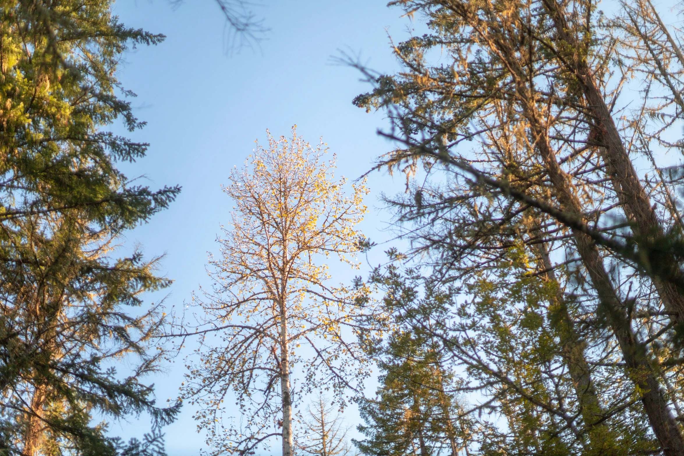 a large area of tree in the middle of trees