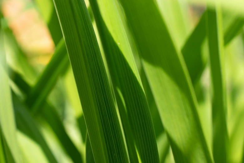 a single green leafed plant is in a field