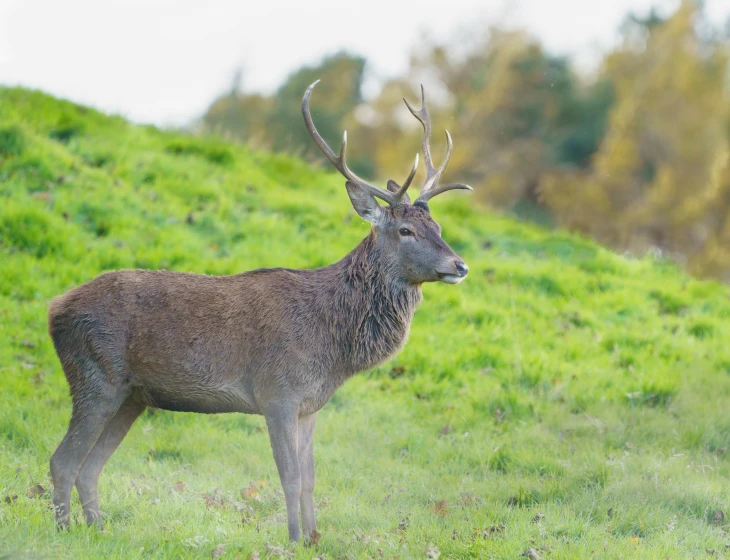 this is an image of a deer that's looking at soing