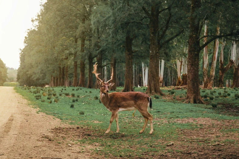 a deer that is standing in the grass