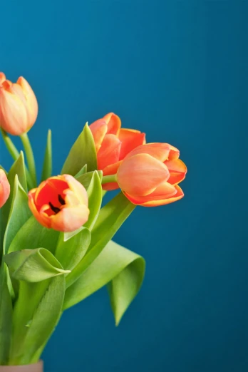 a group of orange tulips in a white vase
