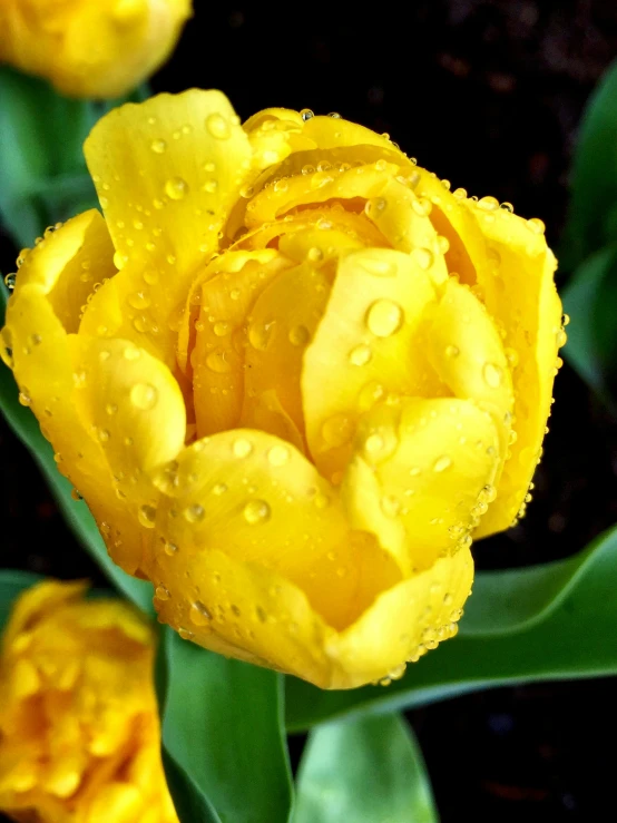 yellow tulip with drops of rain on the petals