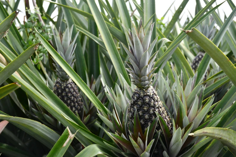 closeup of a pineapple tree in the forest