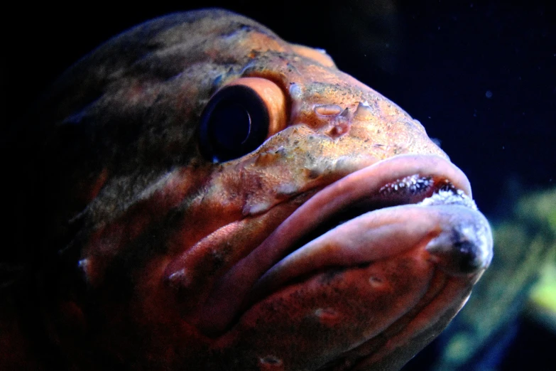 the close up picture shows the features of a fish's body