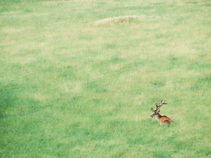 a small deer walks through a field in the wilderness