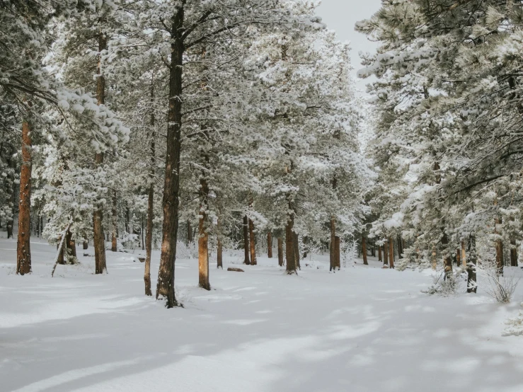 a snowy path that is lined with trees