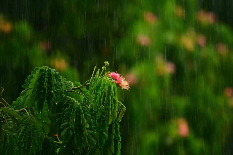 some leaves a pink flower and some grass