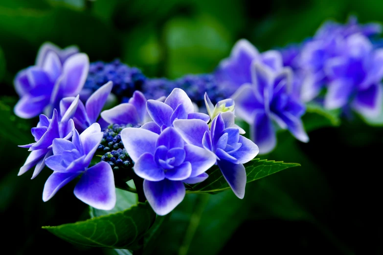 some pretty purple flowers growing on the ground